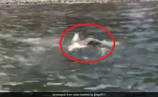 चील ने नदी में घुसकर किया मछली का शिकार, किनारे पर जाते ही किया ऐसा... देखें VIDEO