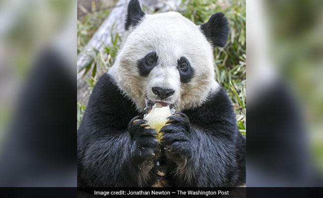 Could Pandas Get Caught In Trade War?