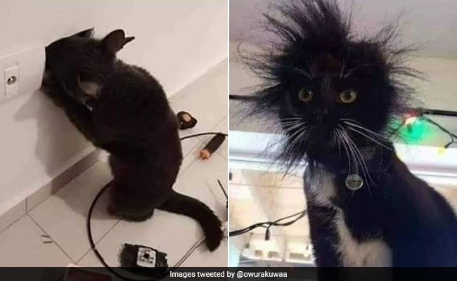 You Should Never Touch Open Switchboards. Viral Cat Pics Explain Why...