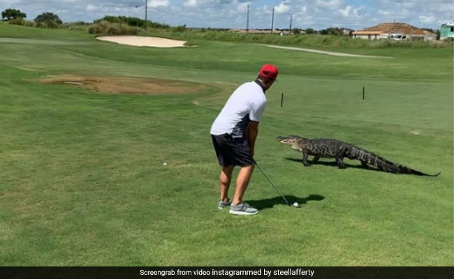 Golfer Continues Playing As Alligator Strolls By In Bizarre Video