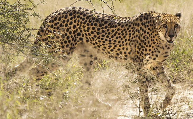 Filming Iran's Vanishing Cheetahs Comes At A Cost - Execution For Spying