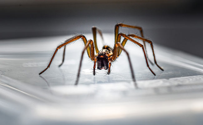 Spider Enters Woman's Ear, Spins Web Inside. Video Not For The Faint-Hearted