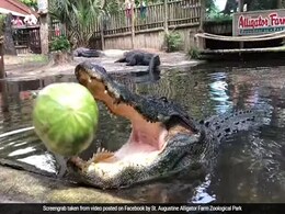 VIDEO: मगरमच्छ ने खोला जबड़ा तो शख्स ने अंदर डाल दिया तरबूज, देखें क्या हुआ फिर... VIDEO: मगरमच्छ ने खोला जबड़ा तो शख्स ने अंदर डाल दिया तरबूज, देखें क्या हुआ फिर...