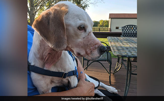 Story Of Abused Dog Was Hoax, US Police Say. Owner Wanted Free Vet Care