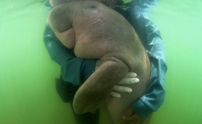 A Baby Sea Mammal Captured People's Hearts. She Died From Eating Plastic