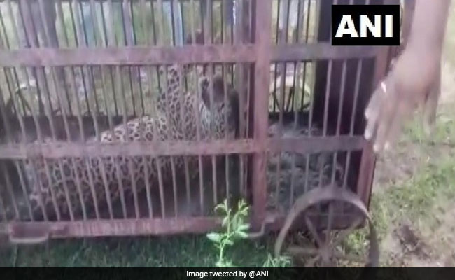 Leopard Rescued Days After It Strayed Into Rajasthan Town