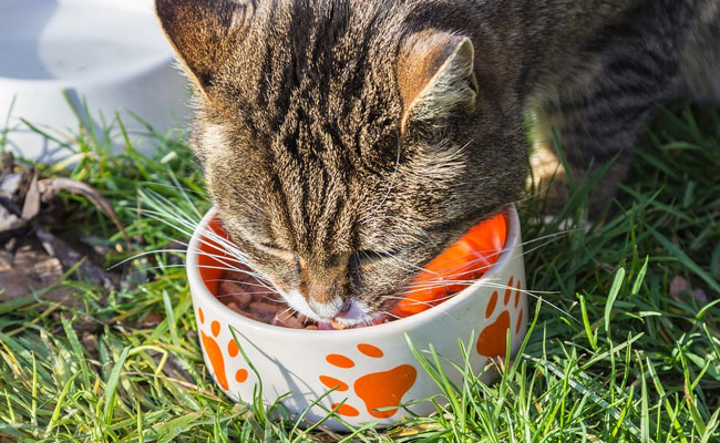 If You Have A Feline Friend, Stock Up On These 7 Large-Sized Cat Food Packs