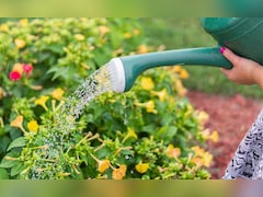 45°C गर्मी में भी उगेंगी ये 5 सब्जियां, किचन गार्डन रहेगा हरा-भरा
