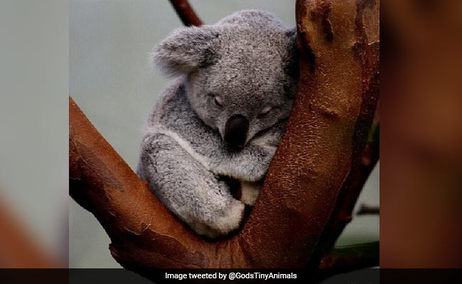 Australian Scientists Find How To Save Starving Koalas - Feed Them Poo
