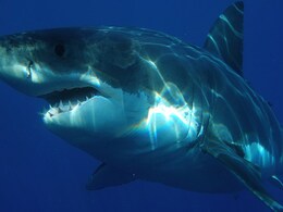 Surfer Dies After Being Bitten By Shark In Australia Surfer Dies After Being Bitten By Shark In Australia