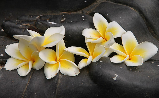 अब गंगा नदी में नहीं बहाए जाएंगे मंदिरों के फूल, बनेगी ये चीज़