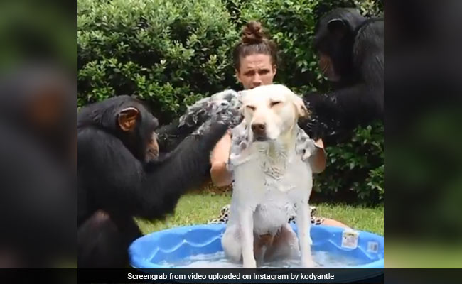 Viral Video Of Two Chimps Bathing A Dog Delights Internet