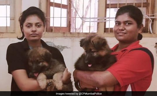 Woman Offered Puppies For Security Duty. Mumbai Police's Sporting Response