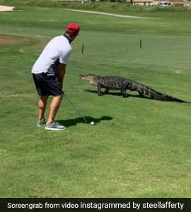 bjbakp5o_steel-lafferty-florida-alligator_295x200_26_August_19.jpg