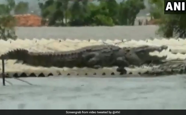 Huge Crocodile Seen On Roof Of Submerged House In Flood-Hit Karnataka