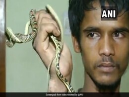 Watch: Rare Flying Snake Seized From Odisha Man Watch: Rare Flying Snake Seized From Odisha Man