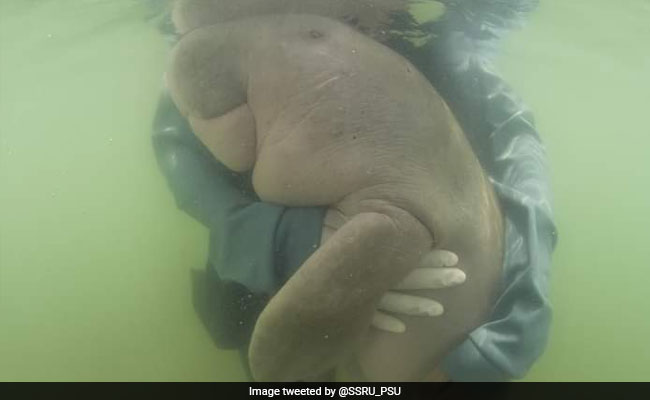 Beloved Baby Dugong "Mariam" Dies In Thailand With Plastic In Stomach