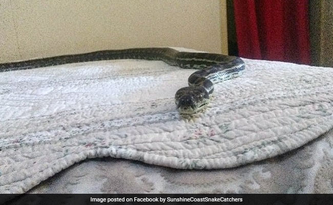 Huge Snake Falls From Ceiling To Bed. Pics Will Make You Shudder