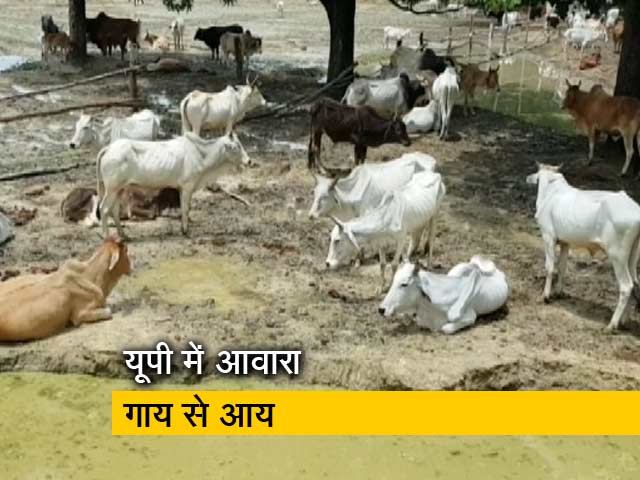 आवारा गायों को घर में रखने पर यूपी सरकार देगी 900 रुपये महीना