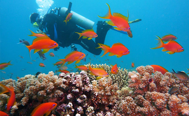 Heatwaves Killing Coral Reefs Quicker Than Previously Believed: Study