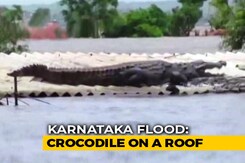 Huge Crocodile Seen On Roof Of Submerged House In Flood-Hit Karnataka Huge Crocodile Seen On Roof Of Submerged House In Flood-Hit Karnataka