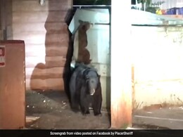 Watch: Bear Cub Tries To Rescue Sibling From Dumpster. Then, Cops Step In Watch: Bear Cub Tries To Rescue Sibling From Dumpster. Then, Cops Step In