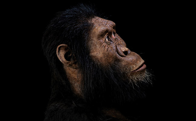 In Landmark Discovery, Skull Of Ancient Human Ancestor Unearthed