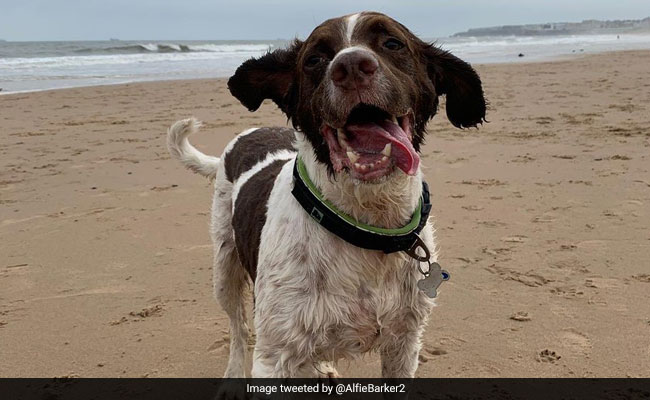 Happy Puppies Take Over Twitter On International Dog Day