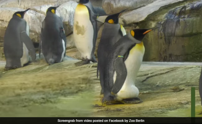 Same-Sex Penguin Couple Adopts Egg After Trying To Hatch Stone