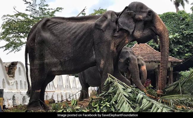 70-Year-Old Bony Elephant Was Paraded In Sri Lanka. She Later Collapsed