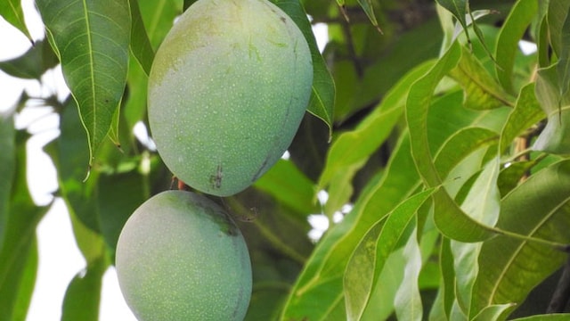 Diabetes treatment: Mango leaves can improve insulin production