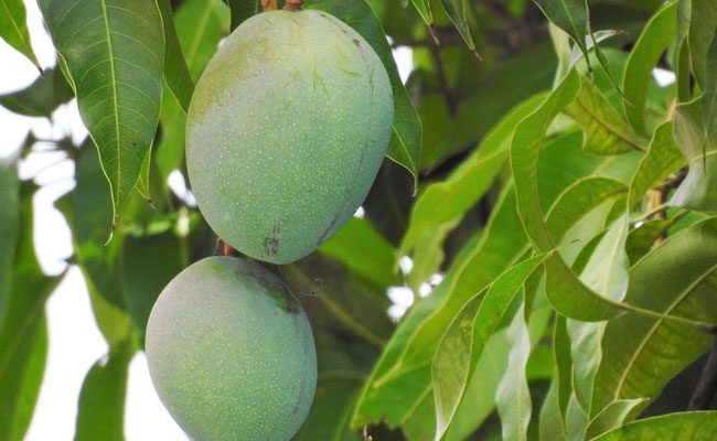 Diabetes treatment: Mango leaves can improve insulin production