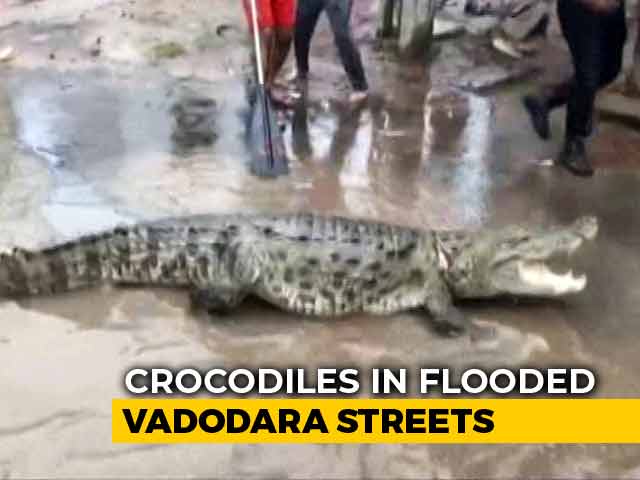 Chilling Crocodile Rescue From Flooded Street In Gujarat