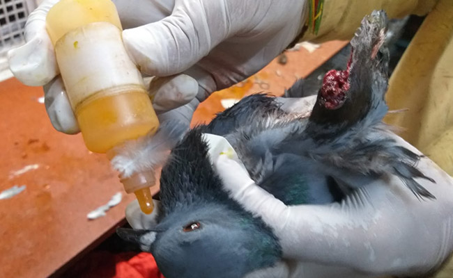 दिल्ली में इंसान ही नहीं परिंदों पर भी कहर ढा रहा है चाइनीज़ मांझा