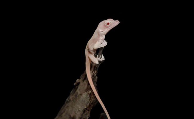 It'll Be All White: Scientists Create Albino Lizards