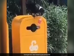 कचरा साफ करते दिखा कौआ, प्लास्टिक बॉटल को उठाकर ऐसे डाला डस्टबिन में, देखें VIDEO कचरा साफ करते दिखा कौआ, प्लास्टिक बॉटल को उठाकर ऐसे डाला डस्टबिन में, देखें VIDEO