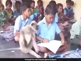 स्कूल में रोज पढ़ाई करने आती है लंगूर, टीचर बोले- 'किताबें पढ़ती है और बच्चों के साथ लंच करती है...' स्कूल में रोज पढ़ाई करने आती है लंगूर, टीचर बोले- 'किताबें पढ़ती है और बच्चों के साथ लंच करती है...'