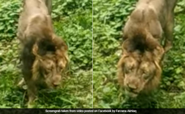 गुजरात के जंगलों में घास चरते दिखा शेर, Video देखकर लोग रह गए हैरान