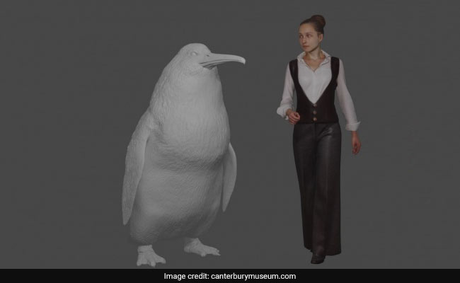 "Human-Sized" Penguin Fossil Found In New Zealand