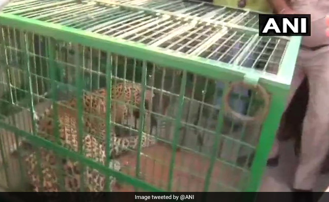 Chaos In Gurgaon Village As Leopard Enters Salon