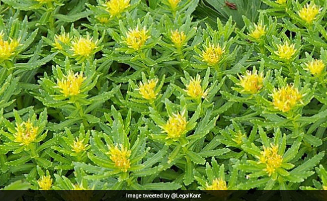 पीएम मोदी ने जिस 'सोलो' जड़ी-बूटी का किया जिक्र, जानिए क्या है उसमें खास