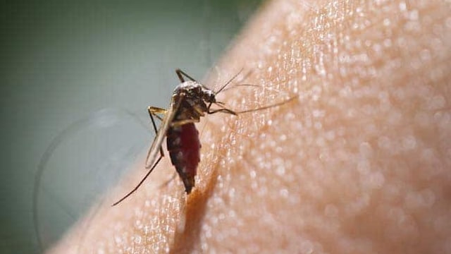 Zika virus: Kerala has recently reported first case of Zika virus