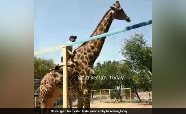 Watch: Drunk Man Climbs Fence, Rides Giraffe At Zoo. Then...
