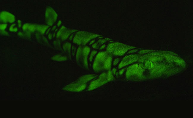 Mysteries Of The Deep: How Some Sharks Glow Green In The Dark