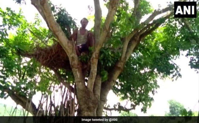 Odisha Man Forced To Live In Tree House After Elephants Destroy His Home