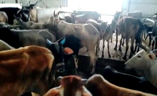A Dozen Cows Found Dead Near BJP Worker's '<i>Gaushala</i>' In Madhya Pradesh