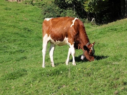Head Half-Shaved, Face Blackened: Cow Theft Punishment In Madhya Pradesh Head Half-Shaved, Face Blackened: Cow Theft Punishment In Madhya Pradesh