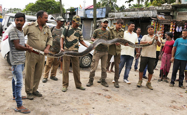 14.4-Feet-Long Python Rescued In Assam. It Weighs 35 Kg