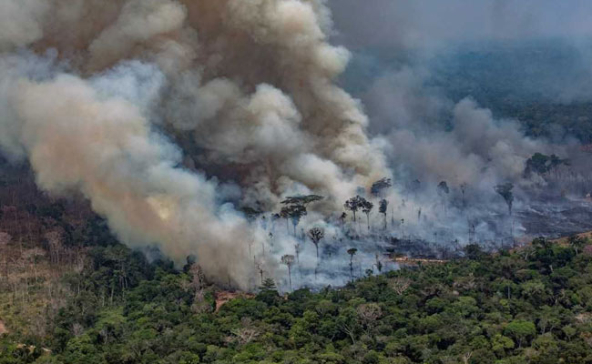 Tropical Rainforest Doesn't Catch Fire, Amazon Is Burning Is A Lie: Brazil President