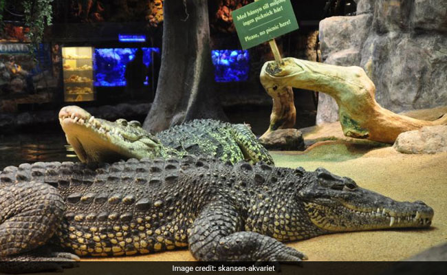 Fidel Castro's Crocodile Attacks Man During Party